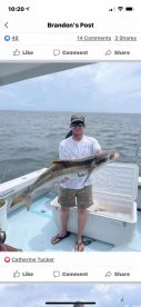 Nice Cobia
