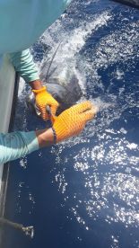 Blue marlin