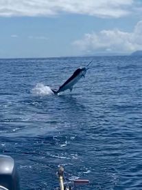 Marlin on the hook