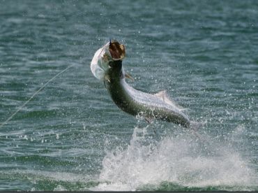Biscayne Bay Report Photo 2