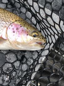 Willamette River Report Photo 2