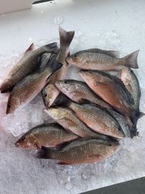 Snapper, snook, trout and Jacks biting