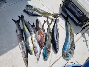 Fujairah Report Photo 2