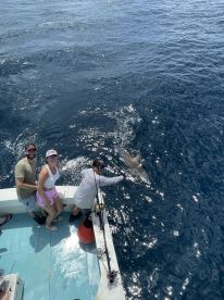 Target a shark, catch a shark!
