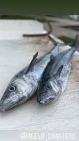 King fish are biting on the beach