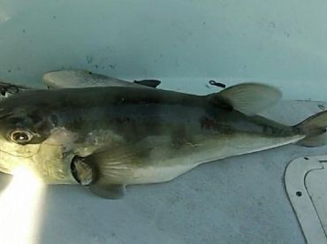 Port Orange Report Photo 2