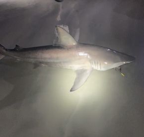 NSBSHARKHUNTERS