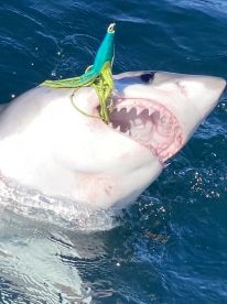 Great whites !!