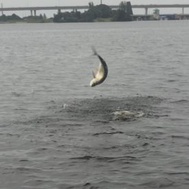 Tarpon and snook in the mullet scholls