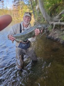 Coho Salmon