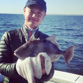 Big Triggerfish