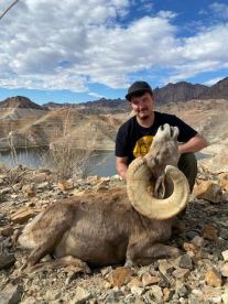 Desert big horn sheep