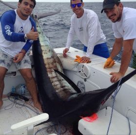 Big marlin in Cartagena