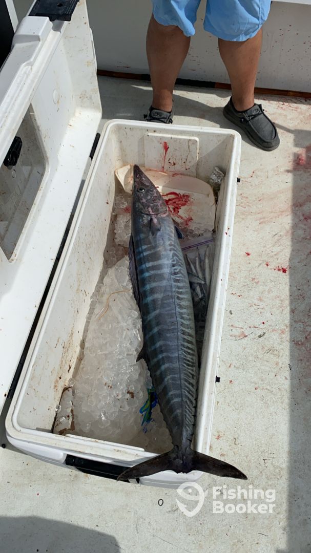 Wahoo