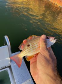 Great fun fish trip