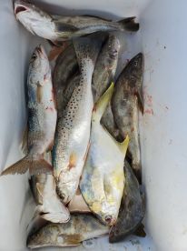 Marco Island Report Photo 2