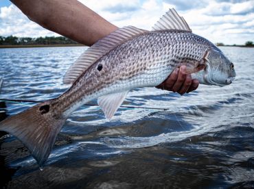 Fishing Report, Jan 15th
