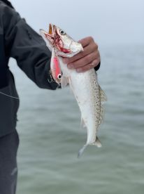 South Padre Island Report Photo 1