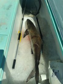 Destin Report Photo 2