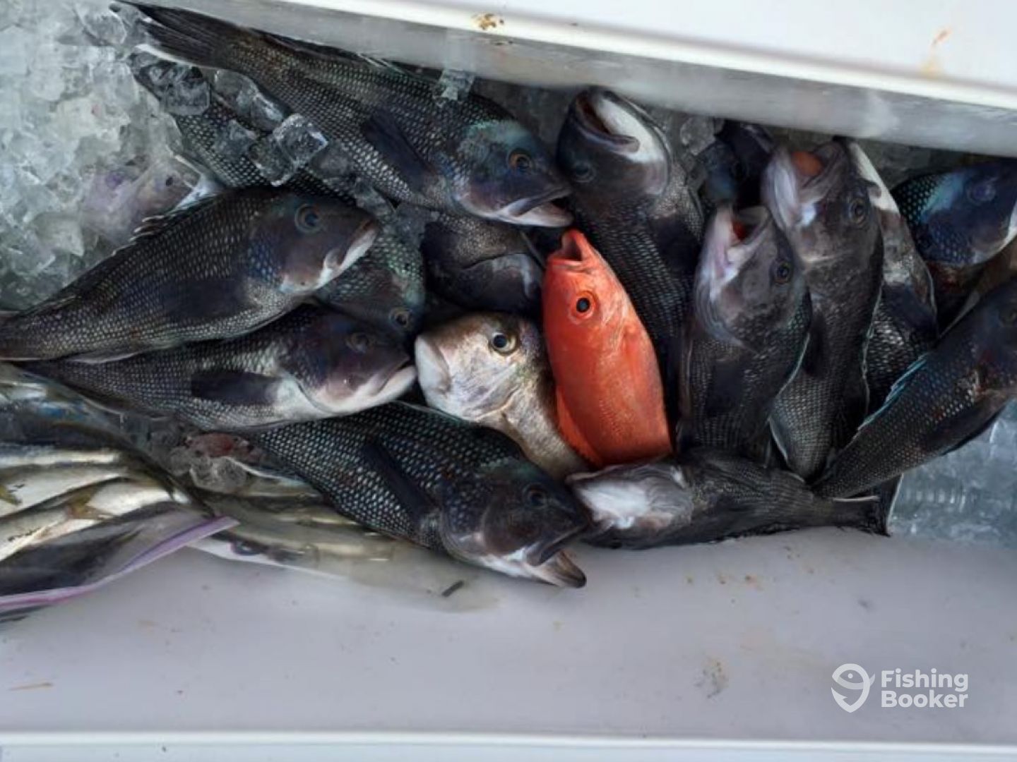 Black Sea Bass, Vermillion, and some Porgy's!