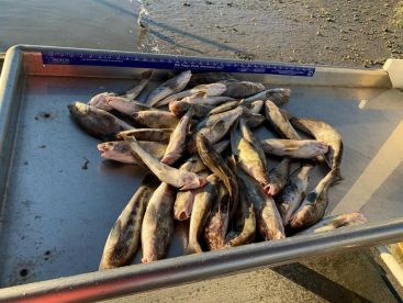 Whiting trips are HOT!!! 
