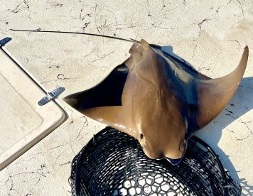 Solo Scout Trip with Artificial Lures