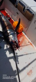 Daytime Swordfishing is HOT!