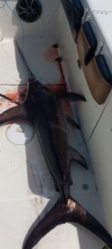 Aruba Report Photo 1