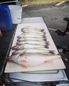 Trenton Report Photo 1