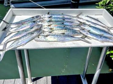 Lemon Bay Report Photo 1