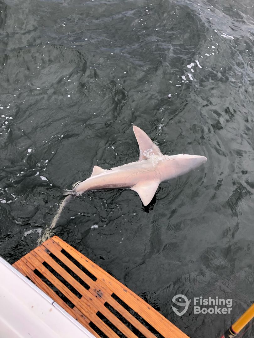 Black Tip