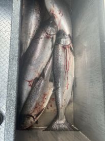 Nehalem Bay Report Photo 3