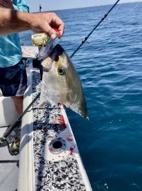 Amberjacks! (Reef Donkeys)