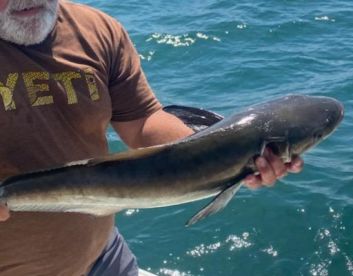 First Cobia trip for 2022!