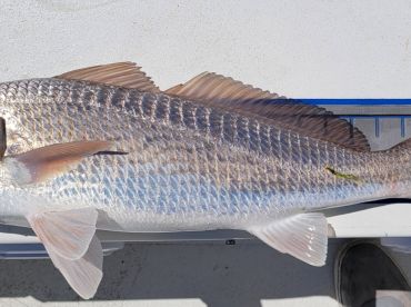 Topsail Island Report Photo 2