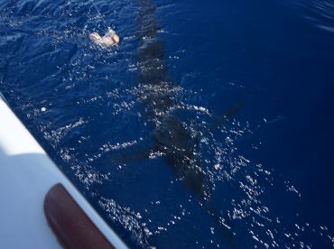 Herradura Report Photo 2