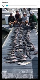 Lynnhaven Inlet Report Photo 2