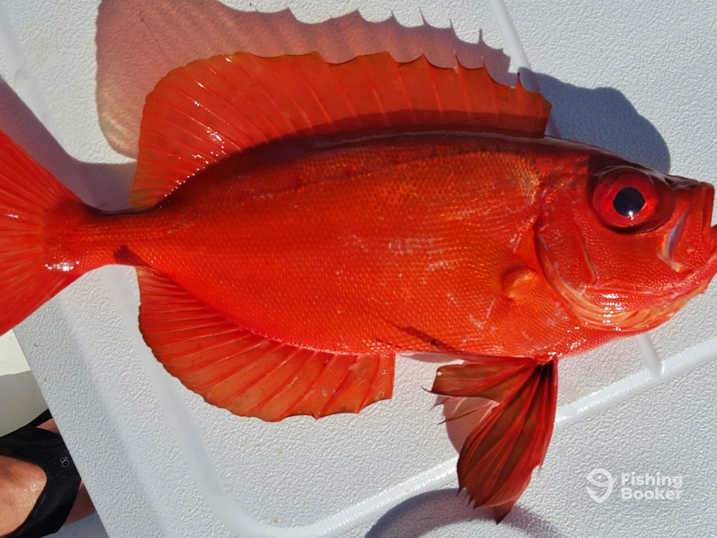 Orange Beach Report Photo 0