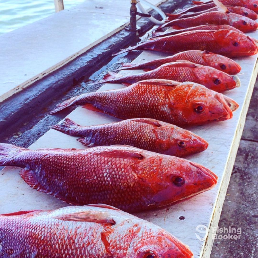 Red Snapper season opens soon!