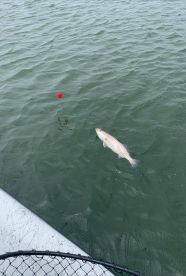 Galveston Report Photo 1