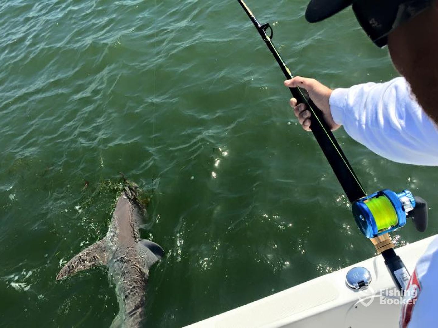 Captain Andrew Hooked up on Sandbar shark with Maxel Reel