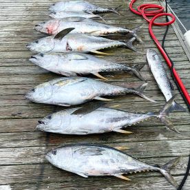 Wanchese Report Photo 2