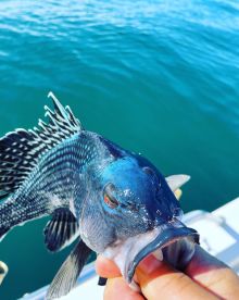 Nice sea bass yesterday