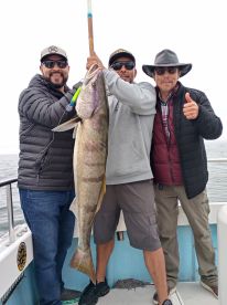 Bite White sea bass