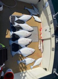 Halibut halibut halibut