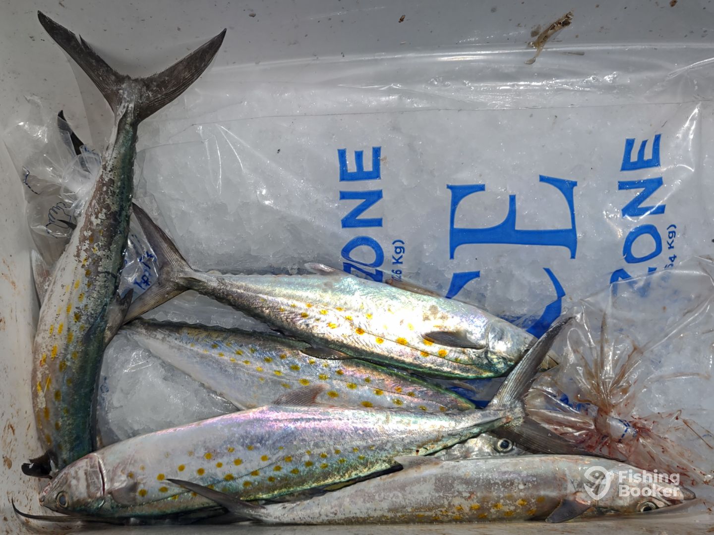Putting fish on ice, one at a time...