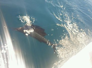 Fort Lauderdale Report Photo 2