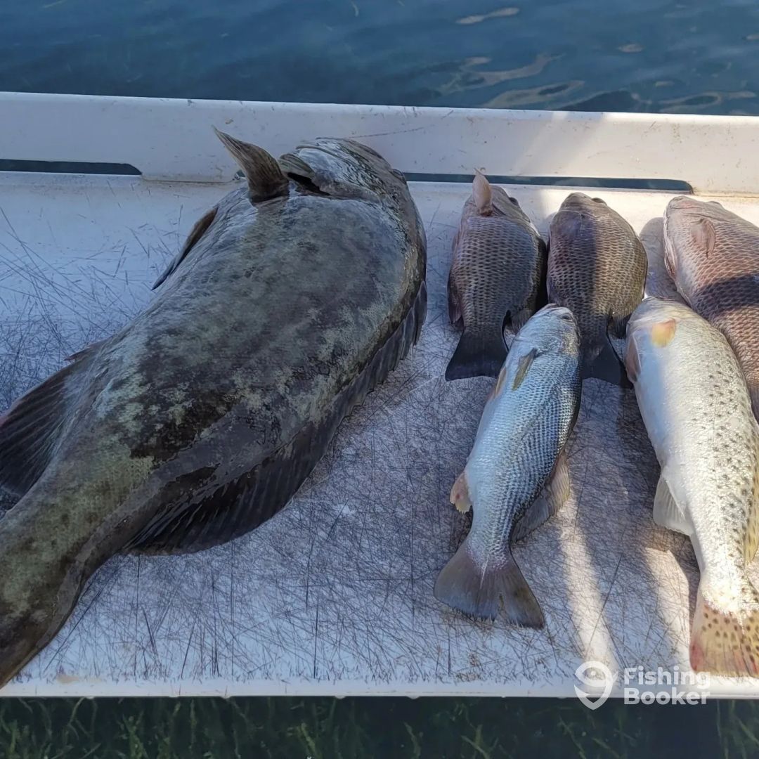 Chassahowitzka River Report Photo 0