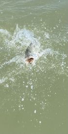 The trout bite is heating up !!