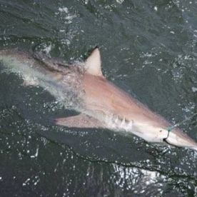 Shark!!